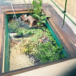 睡蓮鉢 ナガバオモダカのおしゃれなアレンジ 飾り方のインテリア実例 Roomclip ルームクリップ 睡蓮鉢 ナガバオモダカのおしゃれなアレンジ 飾り方のインテリア実例 Roomclip ルームクリップ