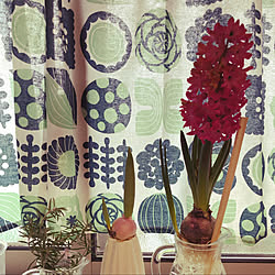 ペットボトル水耕栽培のインテリア実例 Roomclip ルームクリップ