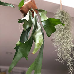 日々を楽しむ/観葉植物/NOGREEN NOLIFE/ライティングレール/多肉植物...などのインテリア実例 - 2020-06-29 16:43:11