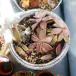 NO GREEN NO LIFE/植物/多肉植物/多肉寄せ植え/園芸...などのインテリア実例 - 2015-02-04 11:34:09