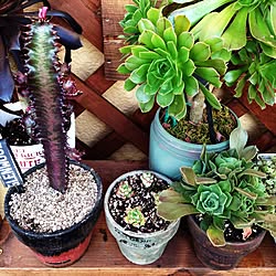 多肉植物 アエオニウム レモネードのインテリア実例 Roomclip ルームクリップ