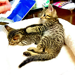 カメラマーク消し/猫と暮らす/おじさんと猫/オシキャット/ヒョウ柄猫...などのインテリア実例 - 2018-01-16 16:05:58