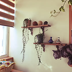 #モロッコ陶器/ミニタジン鍋/モロッコで買ってきた/観葉植物/ウォールシェルフ...などのインテリア実例 - 2020-07-19 16:06:22