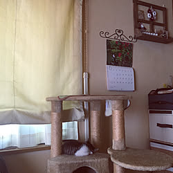 みかんは日に日にパワーアップ/レオたん頑張ってるよ/猫との暮らし/いつもコメント感謝です♡/いつもいいね♡ありがとうございます!...などのインテリア実例 - 2019-06-15 10:13:31