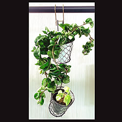 植物育成ledライト 吊り下げ観葉植物 コーナン 観葉植物 一人暮らし などのインテリア実例 11 08 09 49 38 Roomclip ルームクリップ 植物育成ledライト 吊り下げ観葉植物 コーナン 観葉植物 一人暮らし などのインテリア実例 11 08 09 49 38 Roomclip ルームクリップ
