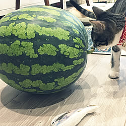 スイカ収穫/スイカ/猫と暮らす/やっぱり猫が好き/子猫が来ました...などのインテリア実例 - 2019-08-08 17:49:24