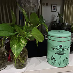 見てくれてありがとうございます♡/オキナワスズメウリ部/観葉植物/植物/雑貨...などのインテリア実例 - 2019-03-07 18:16:44