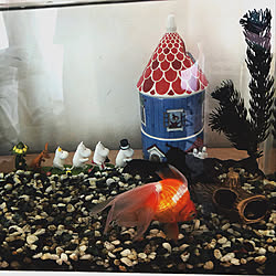 スポンジボブ水槽のインテリア実例 Roomclip ルームクリップ