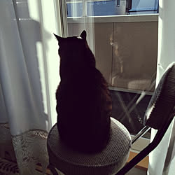 部屋全体/ねこのいる日常/猫と暮らす/猫/ねこ...などのインテリア実例 - 2019-01-27 09:18:37