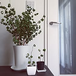 ベンジャミンバロックの挿し木のインテリア実例 Roomclip ルームクリップ