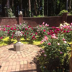 秘密の花園/バラ/薔薇/薔薇の花のインテリア実例 - 2015-05-26 21:52:32