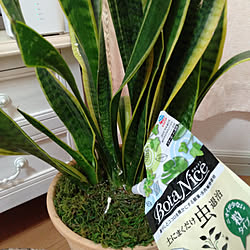 観葉植物 髪の毛が生えましたのインテリア実例 Roomclip ルームクリップ