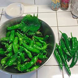 夏野菜/しそ栽培/青唐辛子/獅子等/畑で採れた野菜...などのインテリア実例 - 2020-08-08 20:55:45