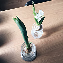 ペットボトル水耕栽培のインテリア実例 Roomclip ルームクリップ ペットボトル水耕栽培のインテリア実例 Roomclip ルームクリップ