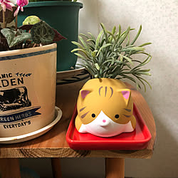 植物のある暮らし/お花のある暮らし/いいね!押し逃げばかりでごめんなさい。/いいね!ありがとうございます♪/ダイソー...などのインテリア実例 - 2019-10-15 19:22:04