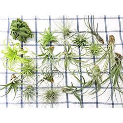 机/関西好きやねん会/ZOO会♡/中古住宅/【植中毒】...などのインテリア実例 - 2016-03-21 18:08:06