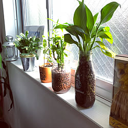 ハイドロカルチャー カインズのインテリア実例 Roomclip ルームクリップ