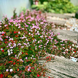 ピンポンマム ポンポンマム ピンポン菊 ポンポン菊 黄緑色の菊 などのインテリア実例 21 11 07 02 24 48 Roomclip ルームクリップ