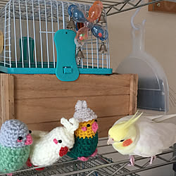 棚/yokoym しゃんの編みぐるみ/編みぐるみインコちゃん/オカメインコ/鳥...などのインテリア実例 - 2019-01-25 18:06:21