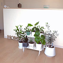 アルテシマ 挿し木のインテリア実例 Roomclip ルームクリップ アルテシマ 挿し木のインテリア実例 Roomclip ルームクリップ