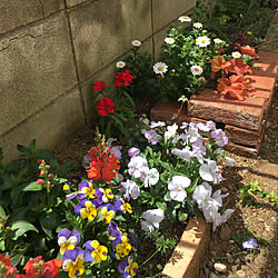 花壇 ジュリアンのインテリア実例 Roomclip ルームクリップ