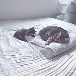 猫のベッド/子猫が来ました/ねこのいる日常/猫スペース/グレー...などのインテリア実例 - 2020-06-08 17:19:43