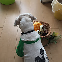 安いプレゼントや!/犬バカ旦那もしばしばいいぞ言うだろう/だって誕生日だもん(≧◡≦)/パンダイソーにて../誕生日プレゼント買ってやるかな?...などのインテリア実例 - 2017-11-13 13:24:57