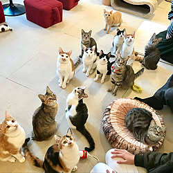 部屋のインテリア実例 Sanctuaryさん Room No の部屋 Roomclip ルームクリップ 部屋のインテリア実例 Sanctuaryさん Room No の部屋 Roomclip ルームクリップ