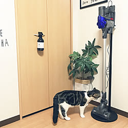 デニムカーテン 猫ゲージ ダイソン空気清浄機能付きファン ダイソン扇風機 ダイソン などのインテリア実例 19 08 13 46 16 Roomclip ルームクリップ