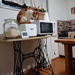 キッチン/賃貸インテリア/保護猫/賃貸でも楽しく♪/ねこのいる日常...などのインテリア実例 - 2020-07-16 20:55:12
