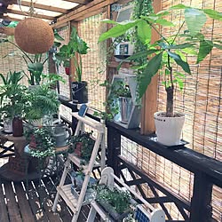 玄関/入り口/ウッドデッキDIY /ウッドデッキ/いいね!押し逃げばかりでごめんなさい。/いつもいいねやコメありがとうございます♡...などのインテリア実例 - 2017-07-13 09:29:47