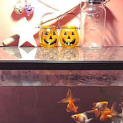 金魚 ビー玉のインテリア実例 Roomclip ルームクリップ 金魚 ビー玉のインテリア実例 Roomclip ルームクリップ