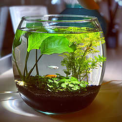 サラダボウル メダカ リビング 水草のインテリア実例 15 05 05 21 46 06 Roomclip ルームクリップ サラダボウル メダカ リビング 水草のインテリア実例 15 05 05 21 46 06 Roomclip ルームクリップ