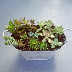 園芸/NO GREEN NO LIFE/植物/ガーデニング/多肉植物...などのインテリア実例 - 2014-11-22 09:50:59