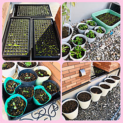 ネモフィラ種まき のインテリア実例 Roomclip ルームクリップ