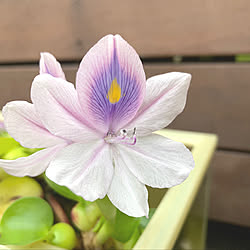 水草 浮草のインテリア実例 Roomclip ルームクリップ