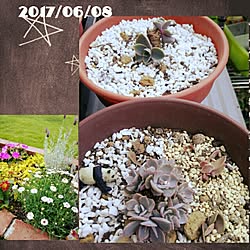 玄関/入り口/植物/日替わり投稿企画!木曜日/多肉植物/多肉の赤ちゃん...などのインテリア実例 - 2017-06-08 17:45:02