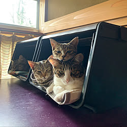 猫ベッドdiyのインテリア 手作りの実例 Roomclip ルームクリップ