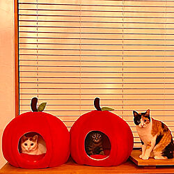 赤が好き/りんご/猫ベッド/きゃりこちゃん/だるまちゃん...などのインテリア実例 - 2021-09-28 05:04:50