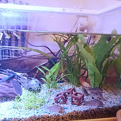 熱帯魚 アベニーパファーのインテリア実例 Roomclip ルームクリップ 熱帯魚 アベニーパファーのインテリア実例 Roomclip ルームクリップ