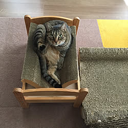 猫村さんのインテリア実例 Roomclip ルームクリップ