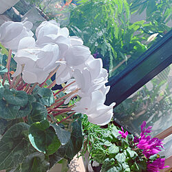 窓辺の花/観葉植物/シクラメン/癒しの空間/花のある暮らし...などのインテリア実例 - 2020-03-09 15:58:45