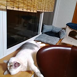 猫ベッド手作りのインテリア実例 Roomclip ルームクリップ