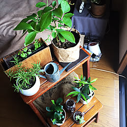 観葉植物 ナギのインテリア実例 Roomclip ルームクリップ