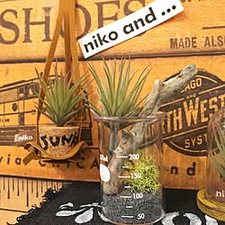 棚/ニコアンド/nico and.../いなざうるす屋さん/多肉植物...などのインテリア実例 - 2016-02-27 23:35:58