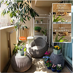 玄関/入り口/ガーデニング/植物のある暮らし/害虫対策/アースガーデン...などのインテリア実例 - 2020-05-01 13:39:10
