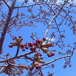 壁/天井/GW近所で満喫中/桜の木/のんびりまったり♪/RCの皆さまに感謝♡...などのインテリア実例 - 2015-05-05 13:20:23