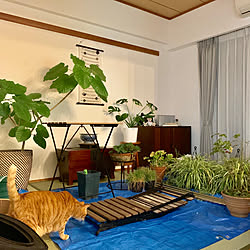 ウンベラータ 猫対策のインテリア実例 Roomclip ルームクリップ