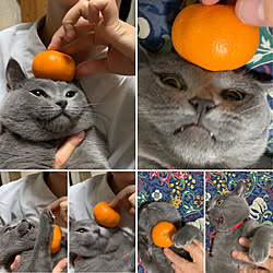 リビング/闘いがけっこう楽しそうです!/のせ猫/子猫/きん子...などのインテリア実例 - 2019-01-01 20:34:34