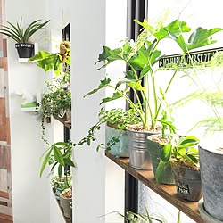 棚/関西好きやねん会/中古住宅/ZOO会♡/【植中毒】...などのインテリア実例 - 2015-12-30 15:10:38